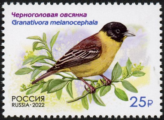 Black-Headed Bunting (Granativora melanocephala)