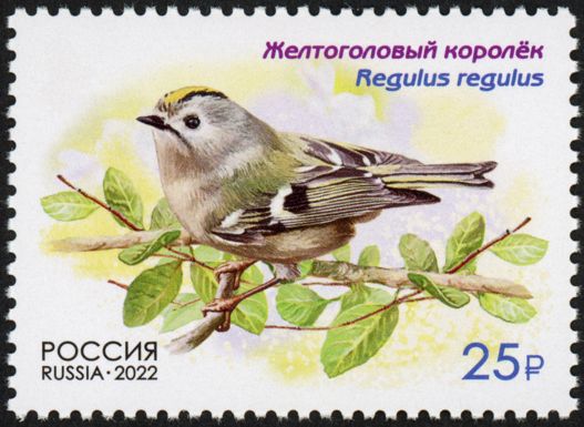 Goldcrest (Regulus regulus)