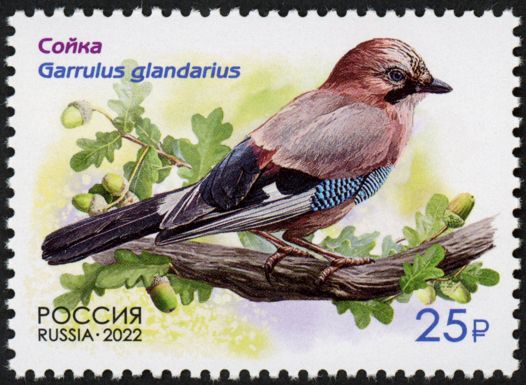 Eurasian Jay (Garrulus glandarius)
