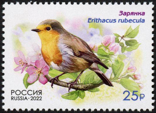 European Robin (Erithacus rubecula)