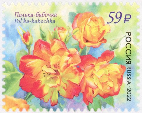 Polka Babochka Rose