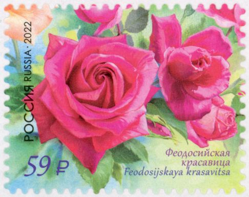 Feodosiyskaya Krasavitsa Rose
