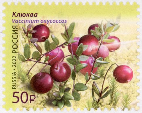 Cranberry (Vaccinium oxyoccos)