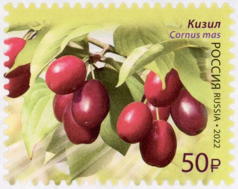 Dogberry (Cornus mas)