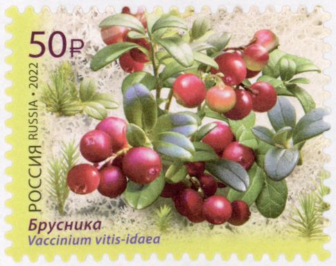 Lingonberry (Vaccinium vitis-idaea)