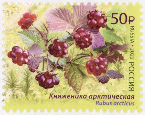 Arctic Raspberry (Rubus arcticus)