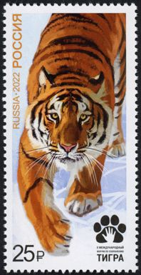 II International Tiger Forum, Vladivostok, Russia
