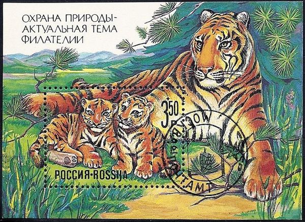 Siberian Tiger (Panthera tigris altaica)