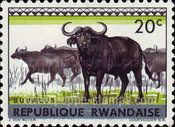 African Buffalo (Syncerus caffer)
