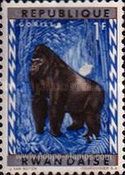 Eastern Gorilla (Gorilla beringei)