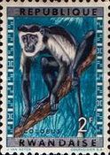 Mantled Guereza (Colobus guereza)