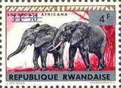 African Elephant (Loxodonta africana)