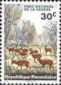 Impala (Aepyceros melampus)
