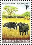 African Buffalo (Syncerus caffer)