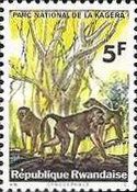 Olive Baboon (Papio anubis)