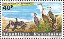 Long-tailed Cormorant (Phalacrocorax africanus)