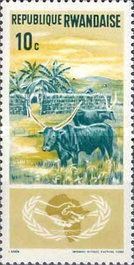 Ankole-Watusi Cattle (Bos primigenius taurus)