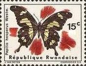Hesperus Swallowtail (Papilio hesperus Westwood)