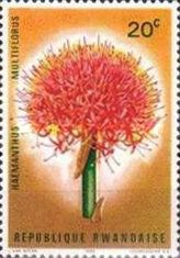 Blood Lily (Haemanthus multiflorus)