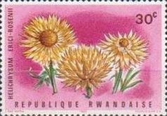 Helichrysum erici-rosenii