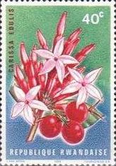 Carissa edulis
