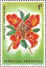 Spathodea campanulata