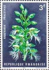 Habenaria praestans