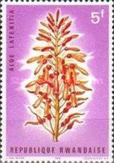 Aloe lateritia