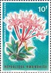 Ammocharis tinneana