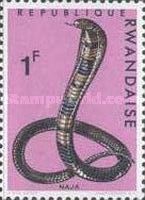 Forest Cobra (Naja melanoleuca)