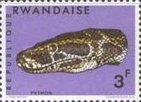 African Rock Python (Python sebae)