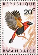 Red Bishop (Euplectes orix ssp. nigrifrons)