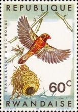 Red-billed Quelea (Quelea quelea aethiopica)