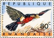 Double-toothed Barbet (Lybius bidentatus)