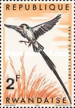 Pin-tailed Whydah (Vidua macroura)