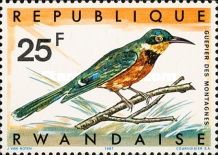 Cinnamon-chested Bee-eater (Merops oreobates)