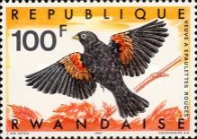 Fan-tailed Widowbird (Euplectes axillaris)