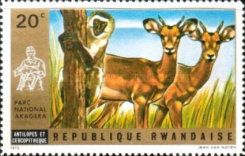 Oribi (Ourebia ourebi), Vervet (Chlorocebus pygerythrus)
