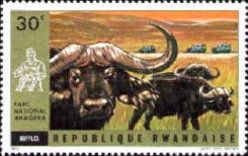 African Buffalo (Syncerus caffer)