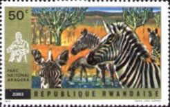 Plains Zebra (Equus burchelli)