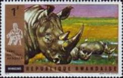 White Rhinoceros (Ceratotherium simum)