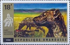 Spotted Hyena (Crocuta crocuta)
