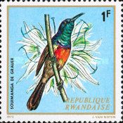 Northern Double-collared Sunbird (Cinnyris reichenowi)