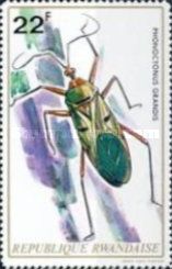 Assassin Bug (Phonoctonus grandis)