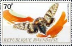 Cicada (Loba leopardina)