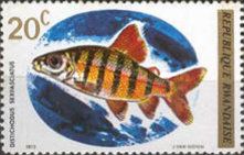 Six-banded Distichodus (Distichodus sexfasciatus)