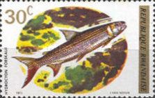 Lesser Tigerfish (Hydrocynus forskahlii)