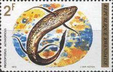 Marbled Lungfish (Protopterus aethiopicus)