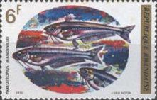 Mandeville's Catfish (Pareutropius mandevillei)
