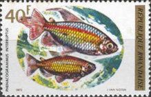 Congo Tetra (Phenacogrammus interruptus)